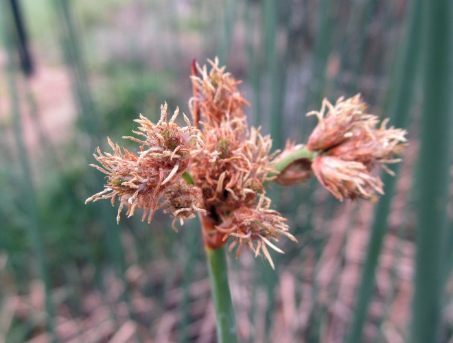 Flowers of bullrush (Schoenoplectus sp.)