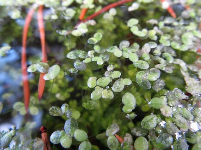 duckweed 1