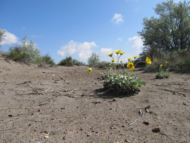 Nakedstem sunray (Enceliopsis nudicaulis)