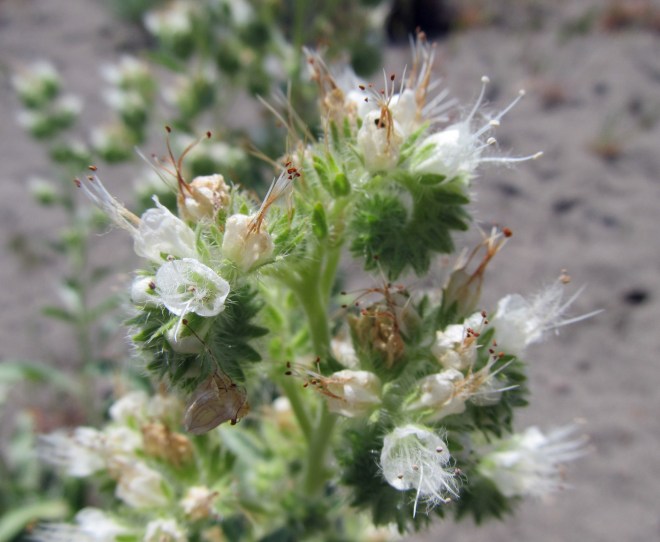 Phacelia (Phacelia hastata)