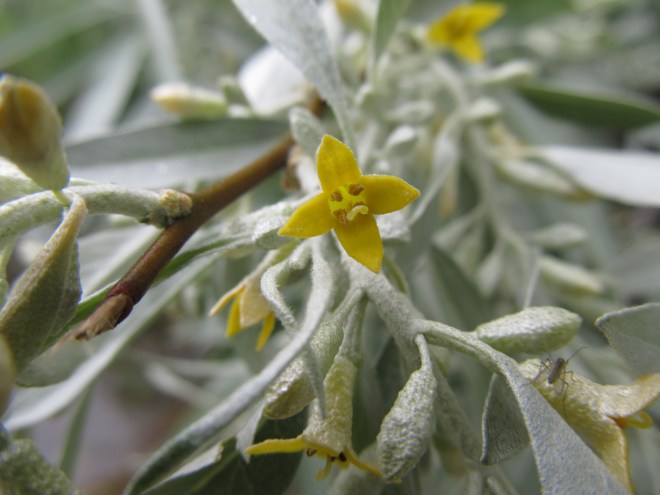 Russian olive (Eleagnus angustifolia)