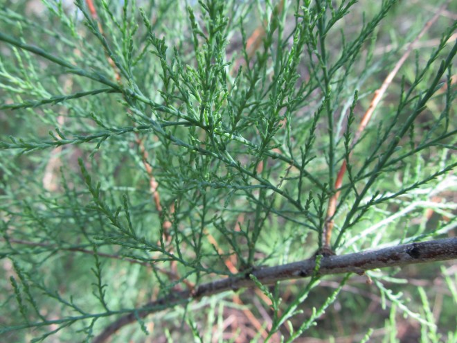 Saltcedar (Tamarix chinensis)