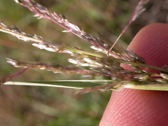 Prairie dropseed (Sporobolus cryptandrus) - one of Mike and John's favorite grasses and a plant that comes up frequently on the podcast. (photo credit: wikimedia commons)