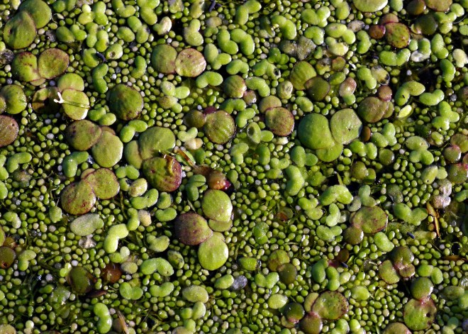 A collection of various duckweed species - photo credit: wikimedia commons