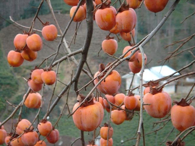 Fruits of Japanese persimmon (Diospyros kaki) - photo credit: wikimedia commons
