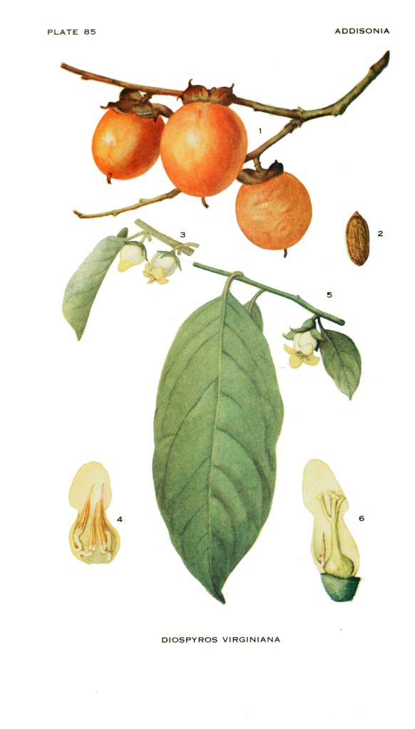 Common Persimmon (Diospyros virginiana), native to North America - photo credit: eol.org