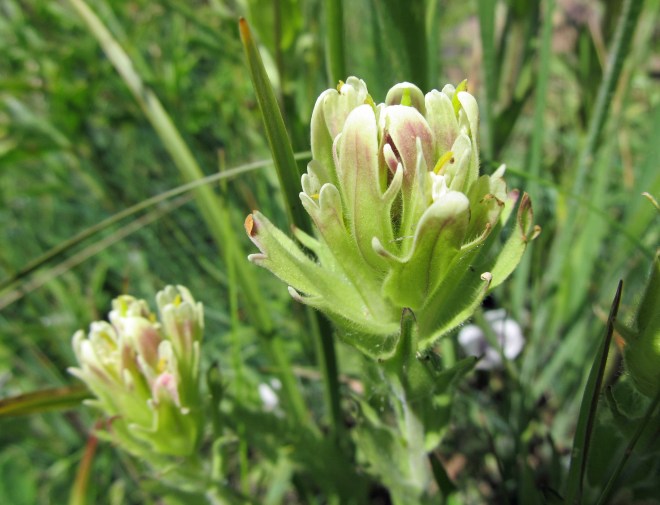 Castilleja cusickii (Cusick's paintbrush)