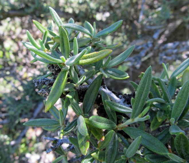 Close up of Cercocarpus ledifolius