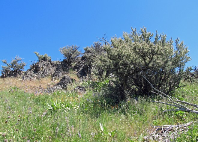 Gnarly, old curl-leaf mountain mahogany (Cercocarpus ledifolius) growing out of a rock outcrop
