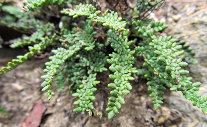 Cheilanthes feei - Fee's lipfern