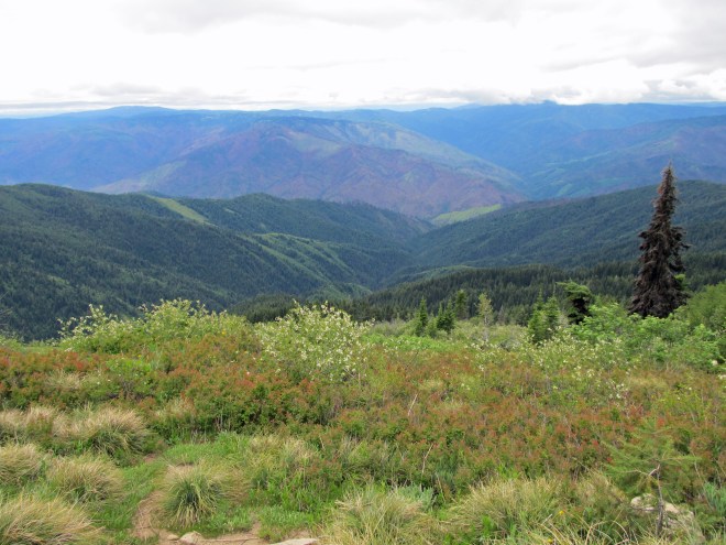 A view from Coolwater Ridge Lookout trail. Looking down at the Selway River Canyon.