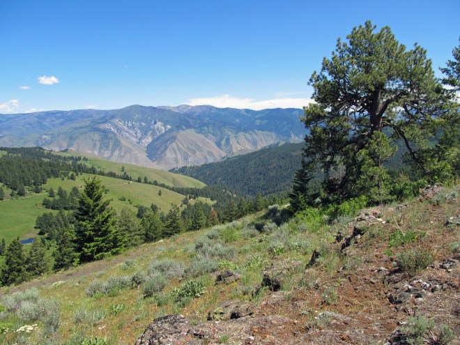 On cow creek saddle looking towards Salmon River canyon