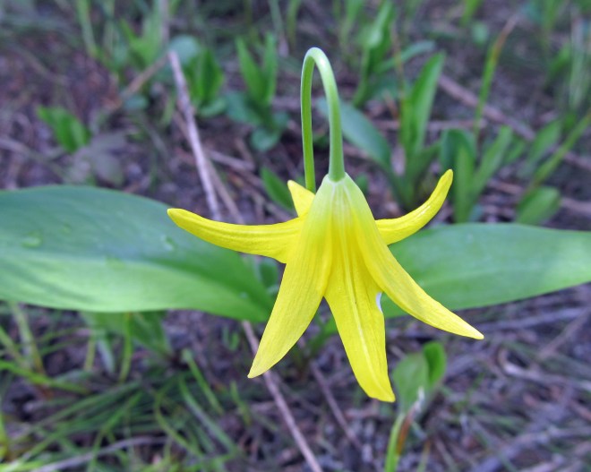 Erythronium grandiflorum - yellow glacier lily