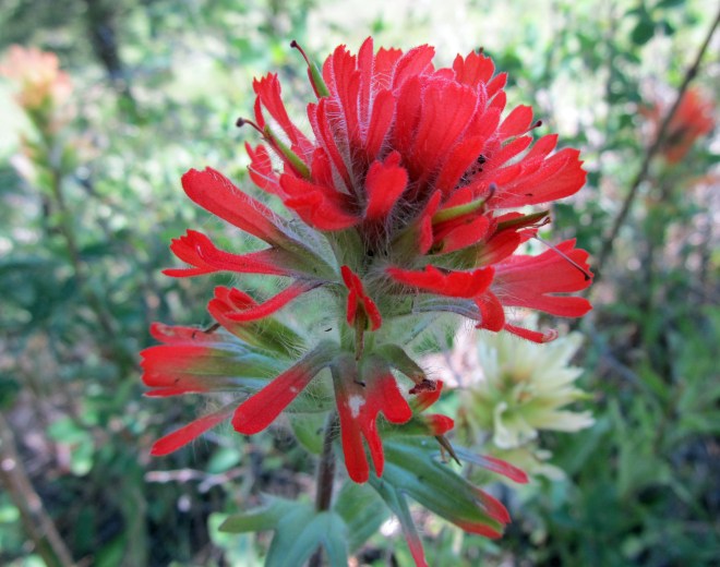 Castilleja (indian paintbrush)