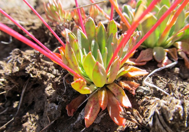 Lewissia columbiana v. wallowaensis