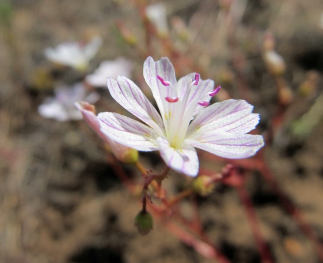 Lewissia columbiana v. wallowaensis