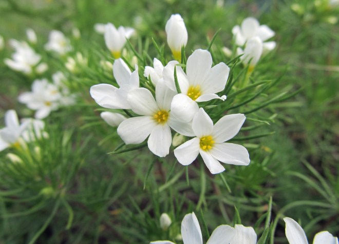 Leptosiphon nuttallii - Nuttall's linanthus