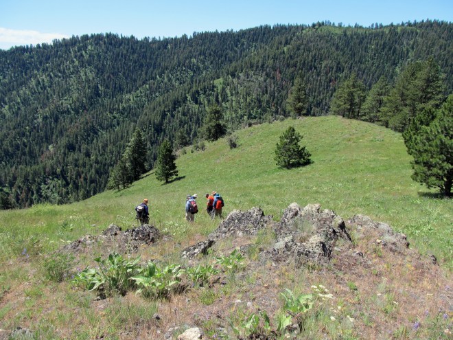 Searching for Silene spaldingii - an Idaho endemic - on the mountainside