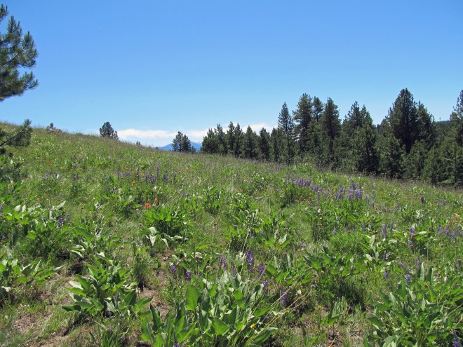 A view across the meadow at Mud Springs Ridge