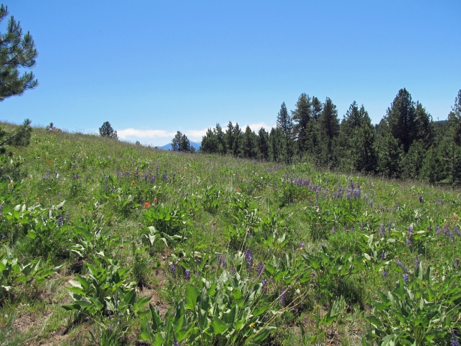 A view across the meadow at Mud Springs Ridge