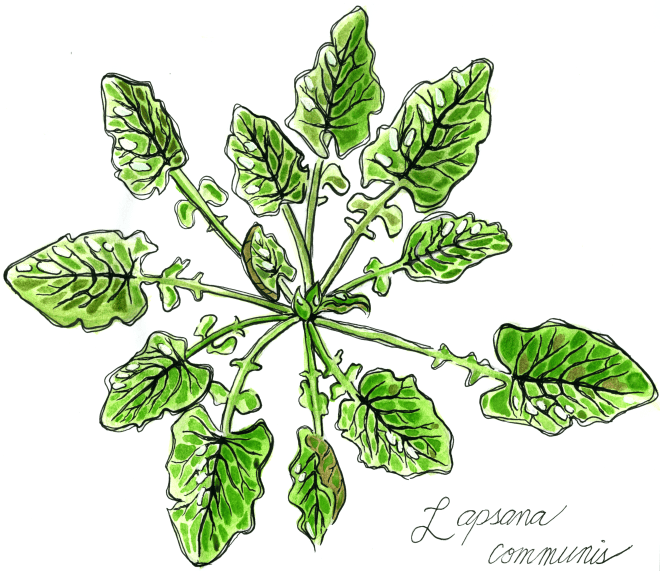 nicole illustration_cropped