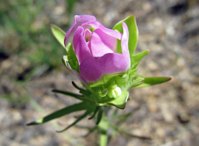 Orthocarpus tenuifolius (owl's clover)