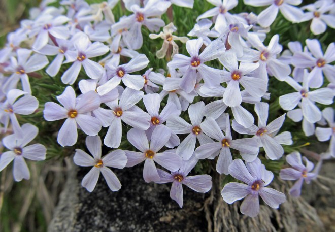 Phlox diffua - spreading phlox
