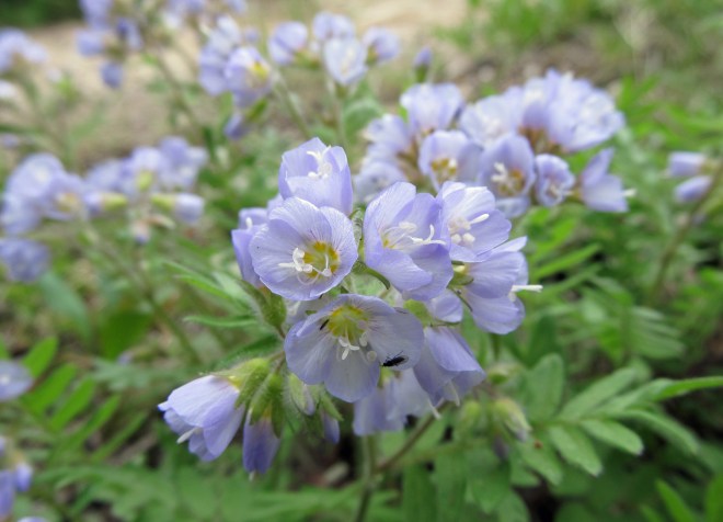 Polemonium pulcherrimum - Jacob's-ladder
