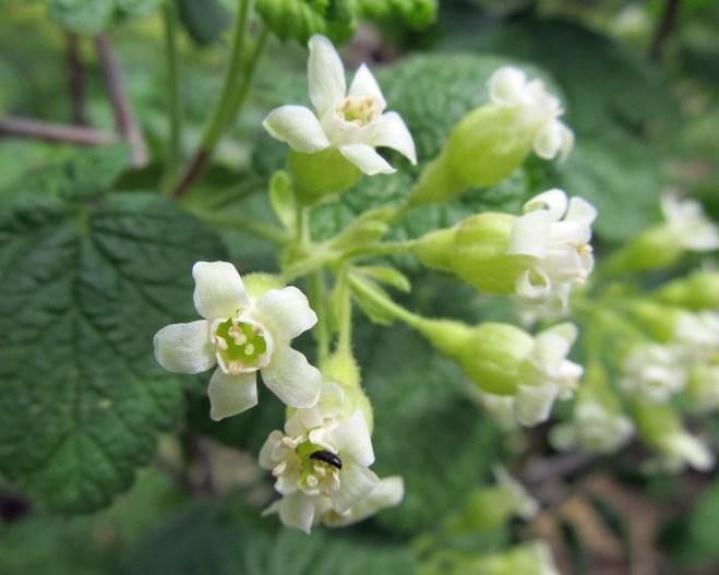 Ribes viscosissimum - sticky currant