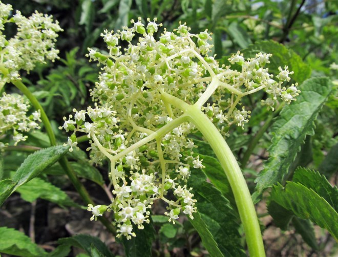 A view from the ridge. Looking down at the Selway River Canyon.