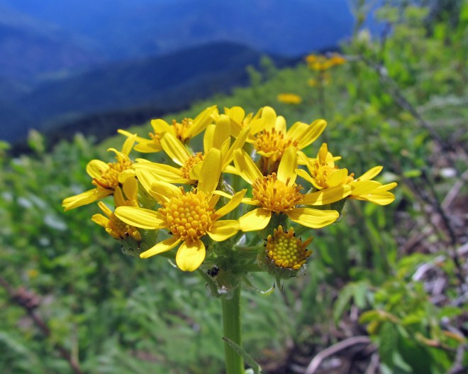 Senecio integerrimus var. exaltatutus - Columbia groundsel