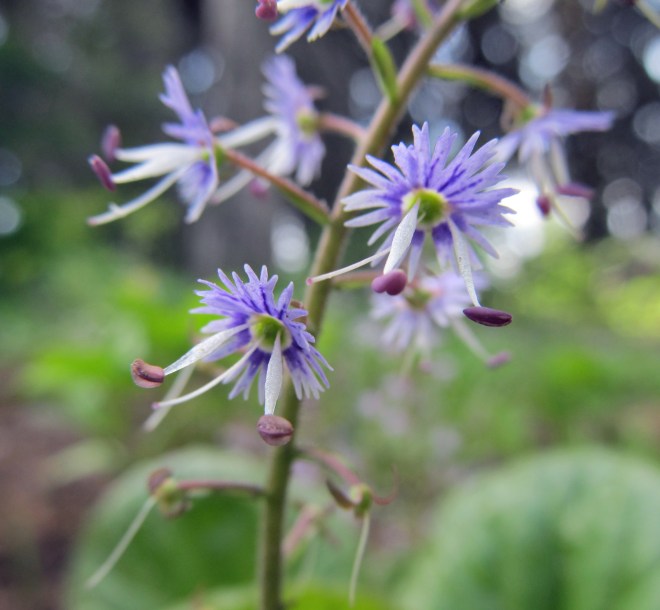 Synthyris platycarpa - kittentails