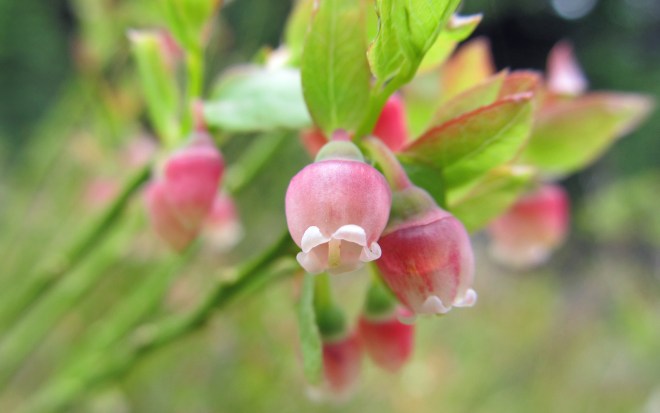 Vaccinium scoparium - whortleberry