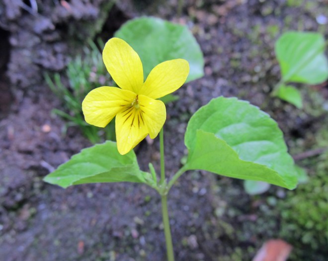 Viola glabella - pioneer violet