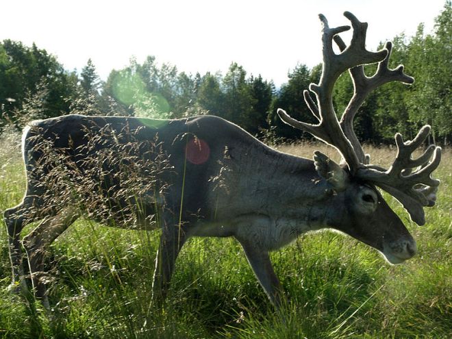 Reindeer in Lapland, Finland (photo credit: wikimedia commons)