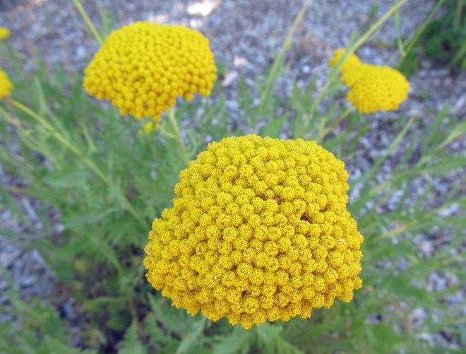 Achillea filipendulina Fern-leaf yarrow