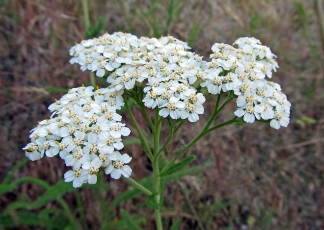 Achillea millefolium - common yarrow