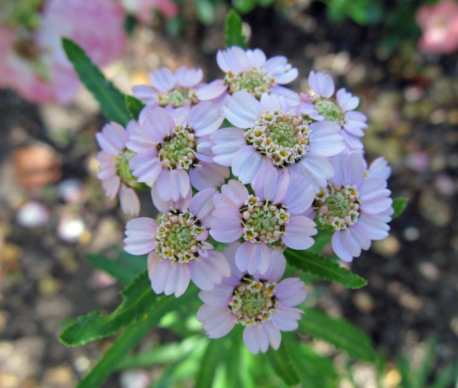 Achillea sibirica ssp. cam 'Love Parade'