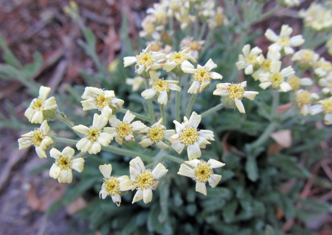 Achillea x lewisii 'King Edward'