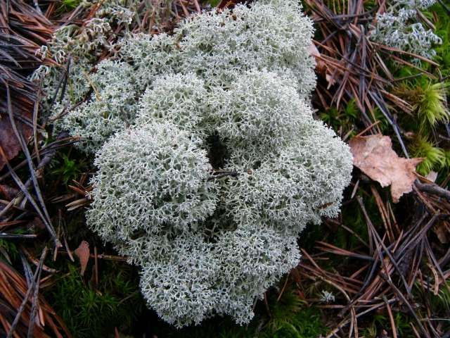 Star reindeer lichen (Cladonia stallaris) - researchers found that the concentrations of radioactivity in this species of lichen was unevenly distributed in that "the top layer of the lichen was twice the concentration of the middle layer." (photo credit: www.eol.org)