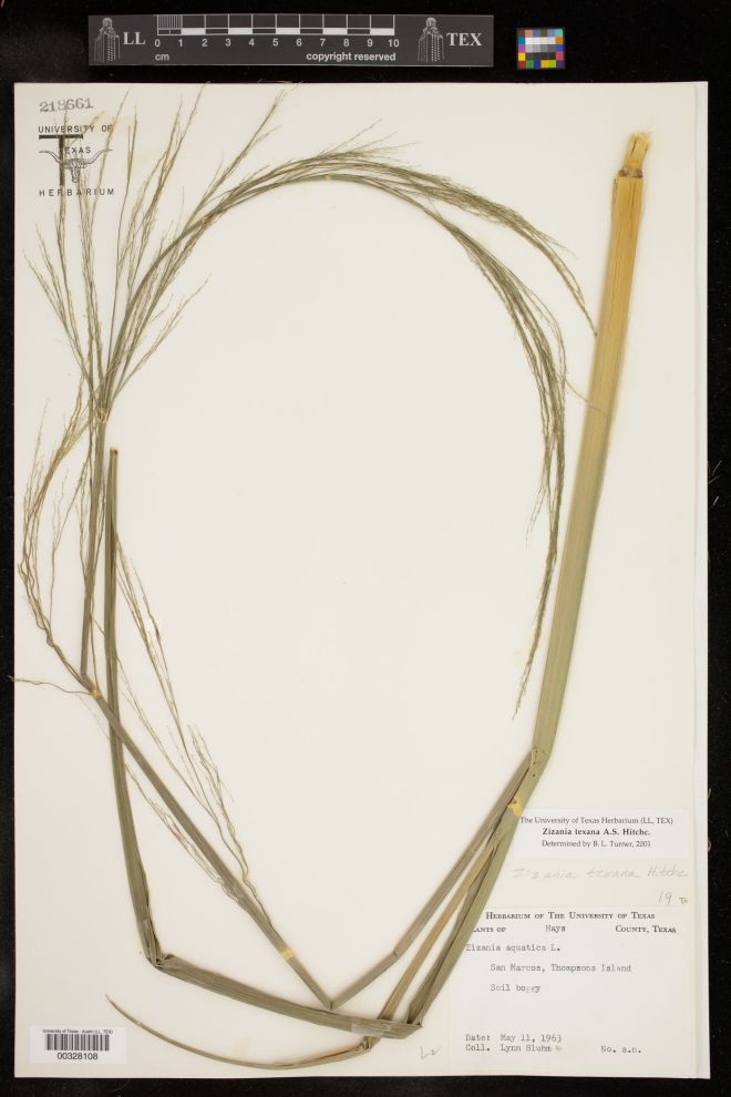 Herbarium voucher of Texas wild rice (Zizania texana) - photo credit: University of Texas Herbarium