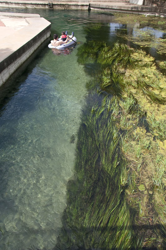Texas wild rice (Zizania texana) and its urbanized habitat - photo credit: The Edwards Aquifer