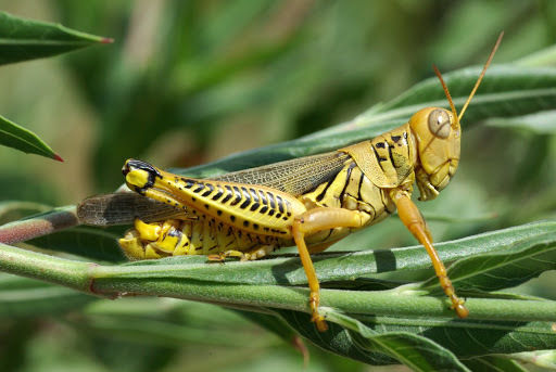 Differential grasshopper (Melanoplus differentialis) - one of the four grasshoppers that Whitney Cranshaw lists as "particularly injurious" in his book Garden Insects of North America. (photo credit: www.eol.org)