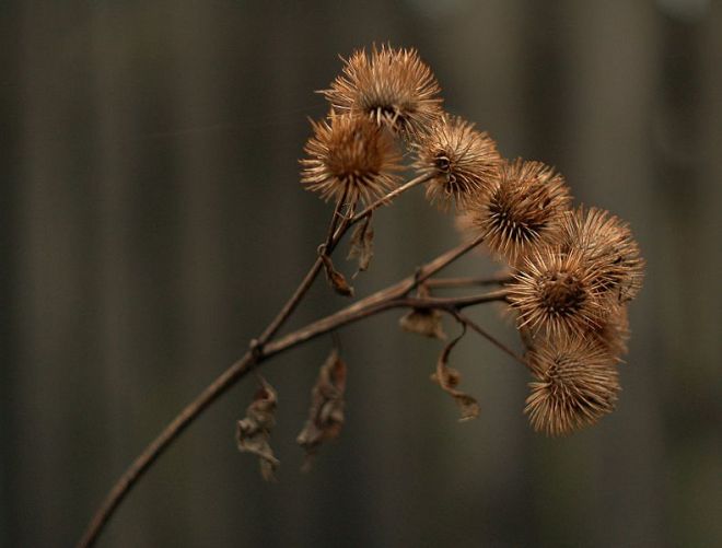 The burs of Arctium - photo credit: wikimedia commons