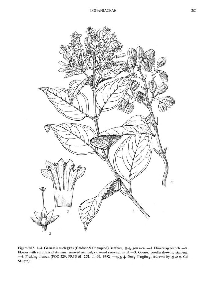 Gelsemium elegans (image credit: Flora of China)