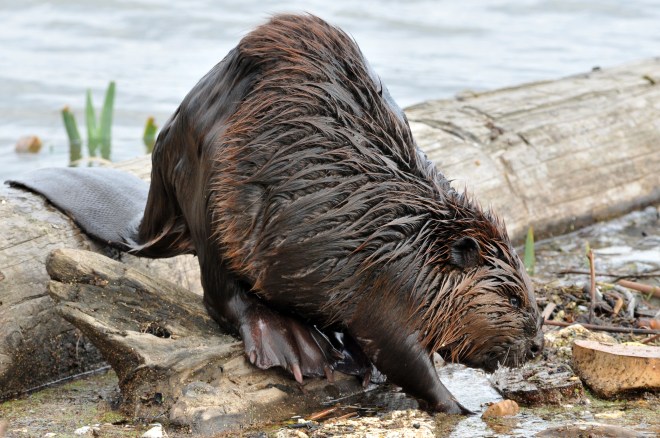 North American beaver (Castor canadensis) - photo credit: wikimedia commons