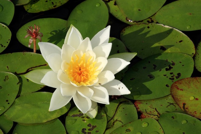 Fragrant water lily (Nympaea odorata) - photo credit: wikimedia commons