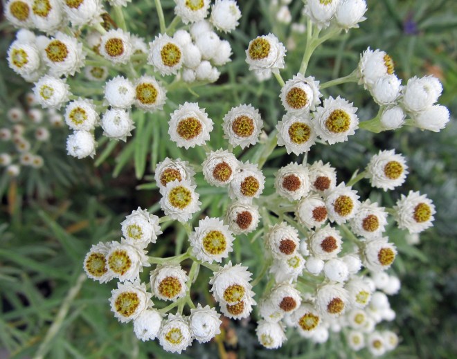 pearly-everlasting-6