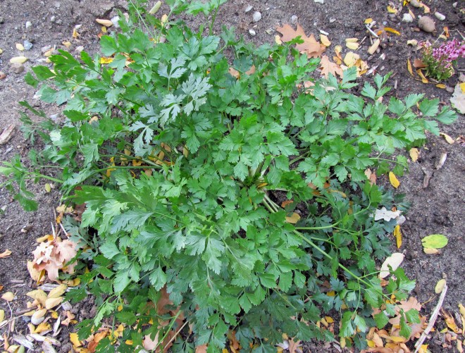 root-parsley-1