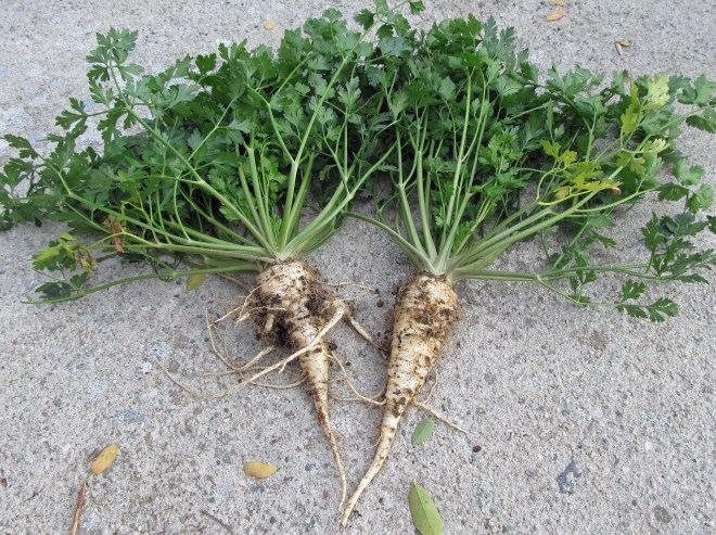 root-parsley-3